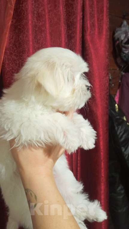 Собаки в Москве: Мальтийская болонка Мальчик, 100 руб. - фото 2