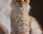 Кошки в Красном Севшем: Очаровательный хулиган, породы Мейн-Кун Мальчик, 45 000 руб. - фото 4