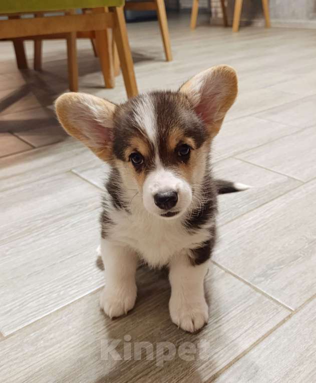 Собаки в Новосибирске: Щенок ВЕЛЬШ КОРГИ ПЕМБРОК  Девочка, 50 000 руб. - фото 1