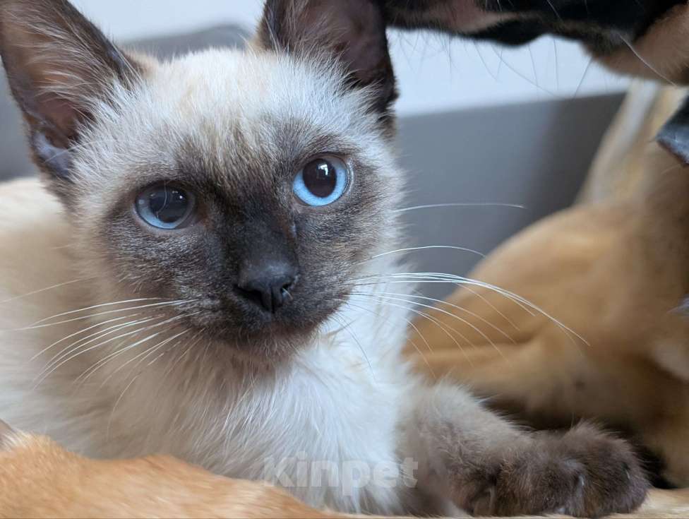 Кошки в Жуковском: Котенок мальчик в добрые руки Мальчик, Бесплатно - фото 6