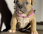 Собаки в Москве: Американские булли покет Девочка, Бесплатно - фото 2