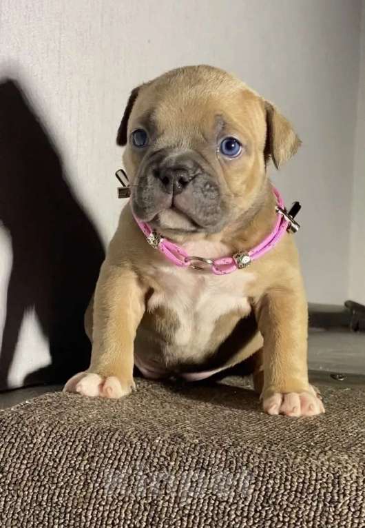 Собаки в Москве: Американские булли покет Девочка, Бесплатно - фото 2