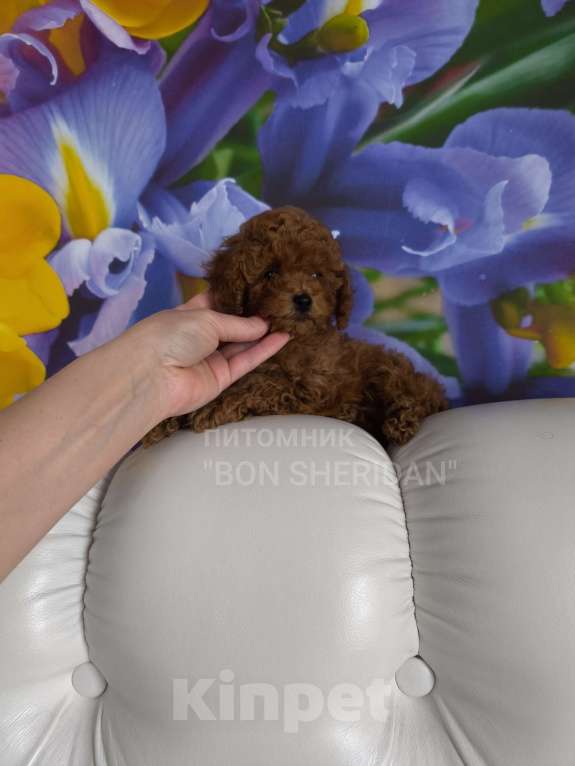 Собаки в Пушкино: Мини мальчик пудель тикап Мальчик, 130 000 руб. - фото 3