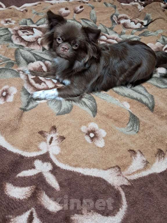 Собаки в других городах Московской области: Мальчишка, д/ш.д.р.20.02.2025.Привит по возрасту.Активный,доброжелательный.Отлично ладит с детьми  Мальчик, 25 000 руб. - фото 6