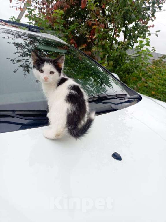 Кошки в Ульяновске: Отдам котят Мальчик, Бесплатно - фото 4