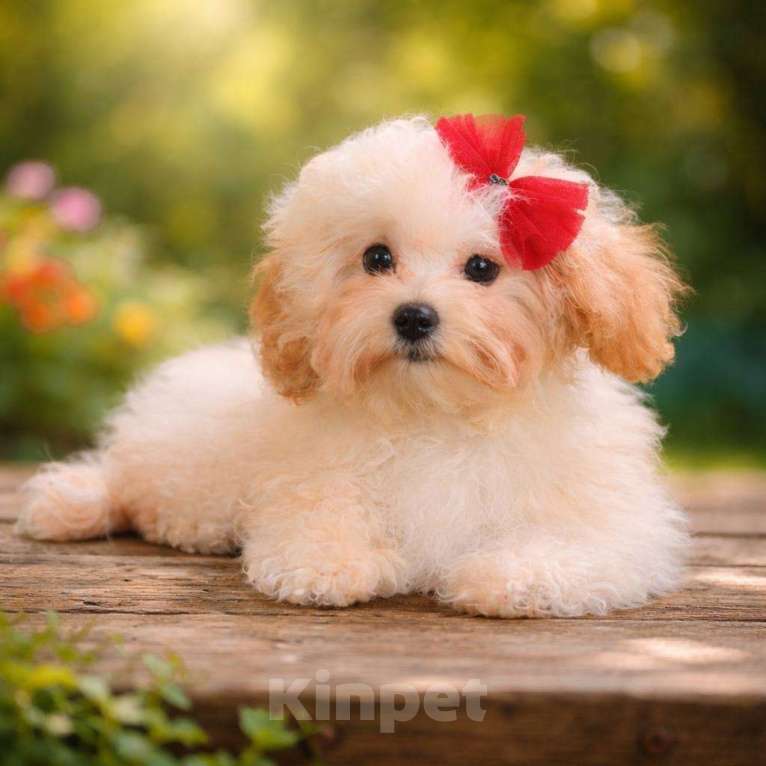 Собаки в Москве: Мальтипу мини  Девочка, Бесплатно - фото 1