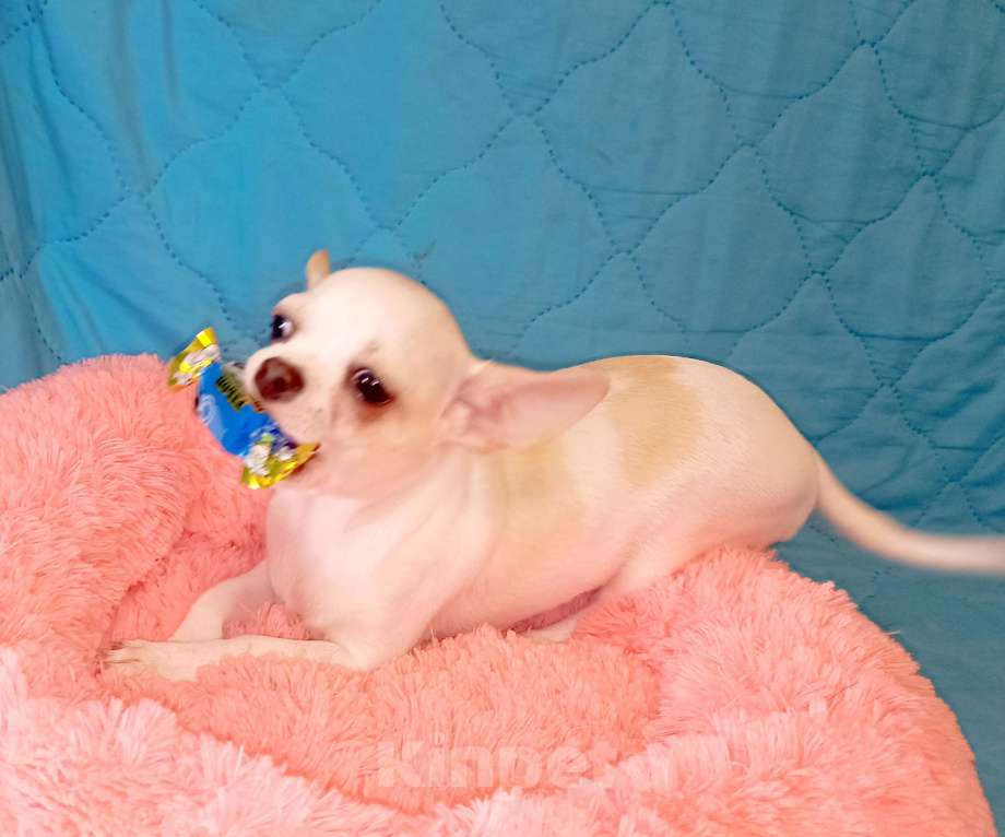 Собаки в Москве: Чихуахуа щенки Мальчик, 30 000 руб. - фото 2