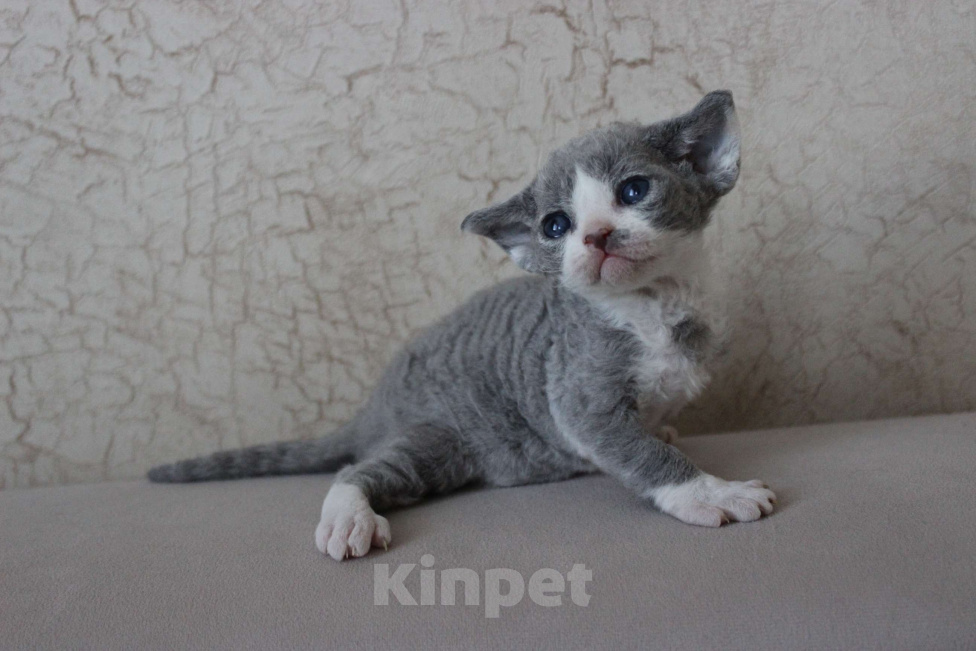 Кошки в Люберцах: Кукольный малышь девон-рекс  Мальчик, 70 000 руб. - фото 2