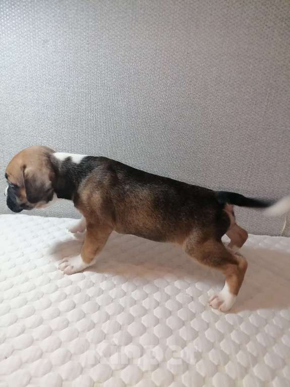 Собаки в Ростове-на-Дону: Щенок метис французского бульдога и бигля Мальчик, Бесплатно - фото 3