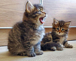 Кошки в Ливны: Роскошные сибиряки, 9 000 руб. - фото 4