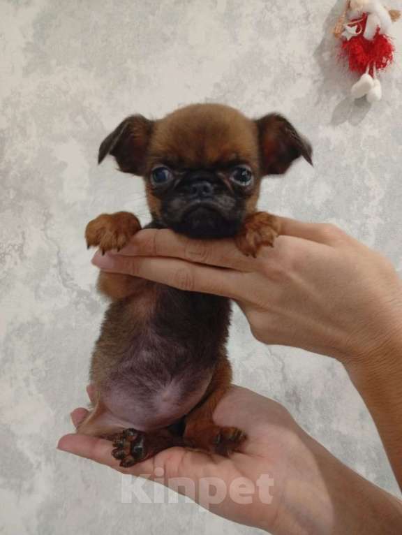 Собаки в Дзержинске: Девочка пти брабансоны рыжая Девочка, 60 000 руб. - фото 1