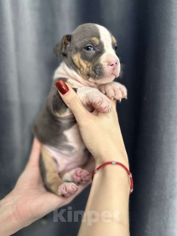 Собаки в Краснодаре: Щенки амстаффа Мальчик, 20 000 руб. - фото 7