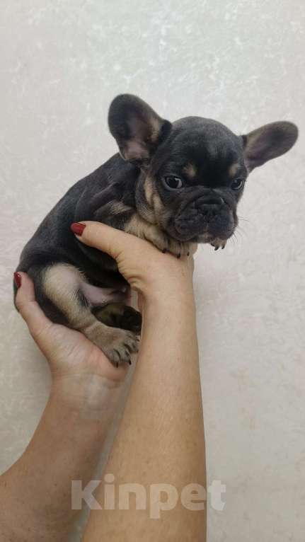 Собаки в Белореченске: Французский бульдог  Мальчик, 35 000 руб. - фото 2
