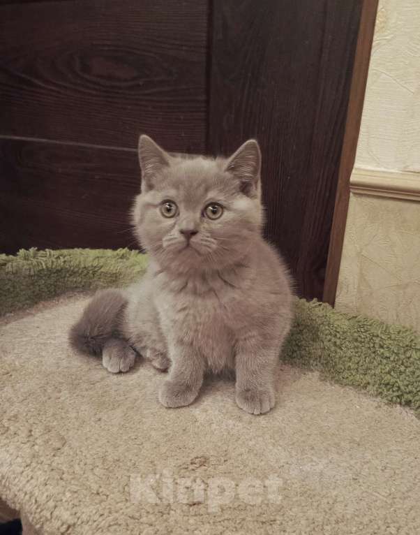 Кошки в Санкт-Петербурге: Очаровательный котенок фавн Девочка, 20 000 руб. - фото 1