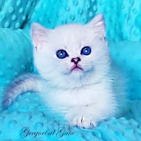 Кошки в Москве: Британские котята Серебристая шиншилла Мальчик, 65 000 руб. - фото 2