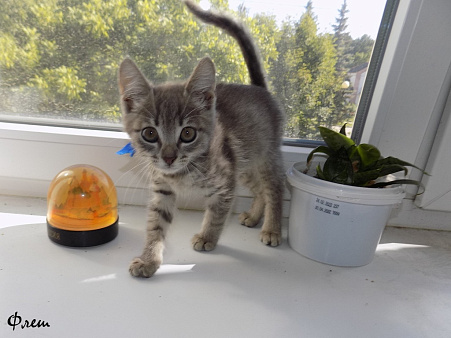 Абиссинский котёнок