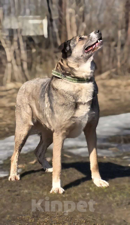 Собаки в Королеве: Пани: собака с душой, ждущей тепла Девочка, Бесплатно - фото 4