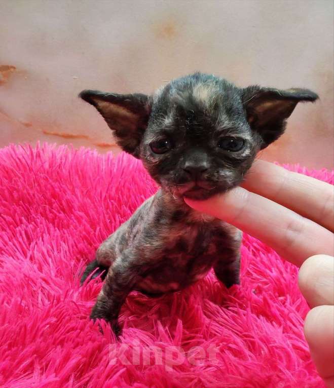 Кошки в Горячем Ключе: Котенок Девон Рекс в окрасе черная черепаха Девочка, 70 000 руб. - фото 4