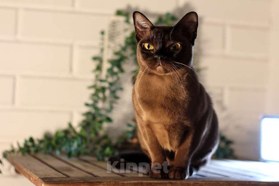 Кошки в Москве: Бурма котята из питомника Девочка, 90 000 руб. - фото 5