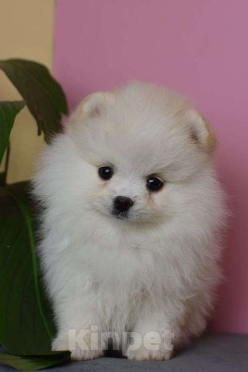 Собаки в Москве: Милые девочки Девочка, 65 000 руб. - фото 2