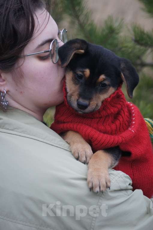 Собаки в Лобне: щенок девочка метис в добрые руки Девочка, Бесплатно - фото 1