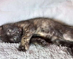 Кошки в Москве: Котята - девочки ищут дом! Девочка, Бесплатно - фото 9