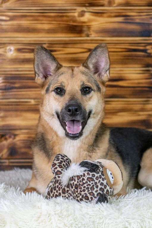 Собаки в Москве: Рыжая малышка Аврора в дар Девочка, 1 руб. - фото 5