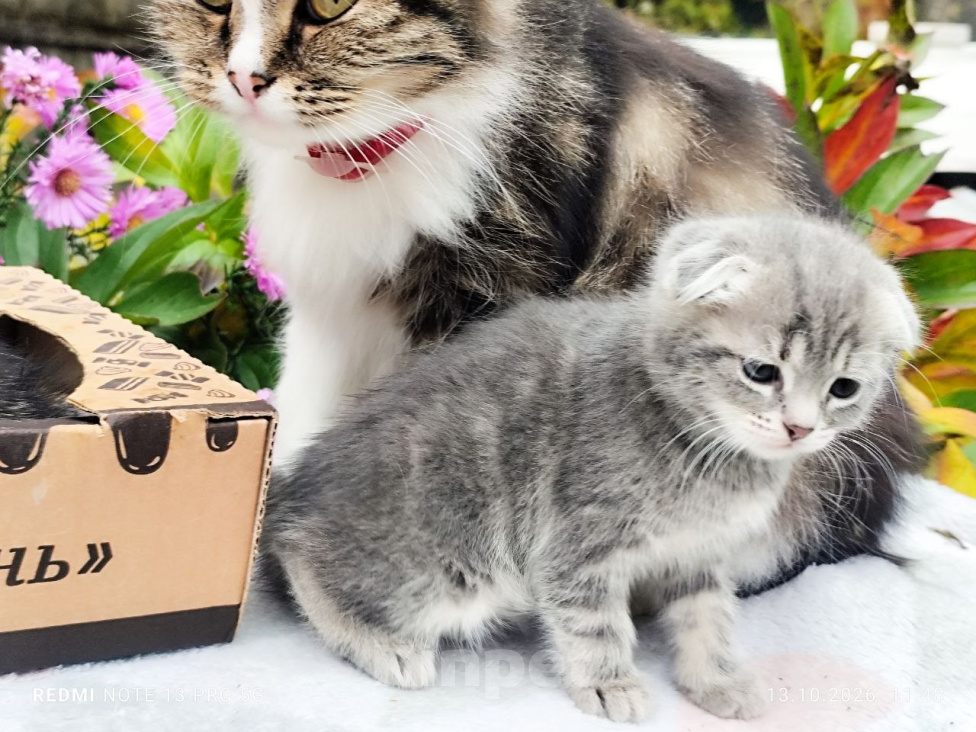 Кошки в Москве: Котенок девочка от домашней кошки, Сибирской породы. Отец вислоухий шотландец. Девочка, 7 000 руб. - фото 4