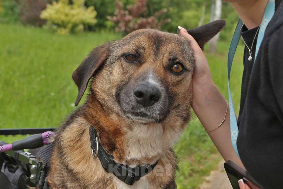 Собаки в Кубинке: Особенная Марта из приюта ищет дом. Девочка, Бесплатно - фото 9