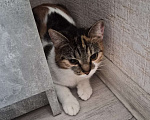 Кошки в Москве: Кошечку в хорошие руки Девочка, Бесплатно - фото 3
