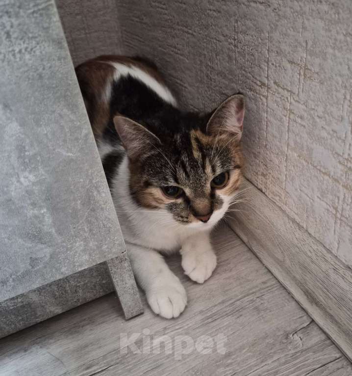 Кошки в Москве: Кошечку в хорошие руки Девочка, Бесплатно - фото 3