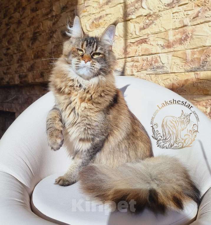 Кошки в Москве: Котенок мейн кун из питомника  Мальчик, 80 000 руб. - фото 10