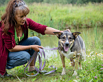 Собаки в Солнечногорске: Фея в добрые руки Девочка, Бесплатно - фото 10