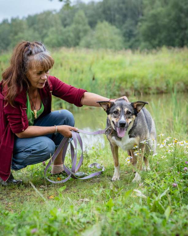 Собаки в Солнечногорске: Фея в добрые руки Девочка, Бесплатно - фото 10