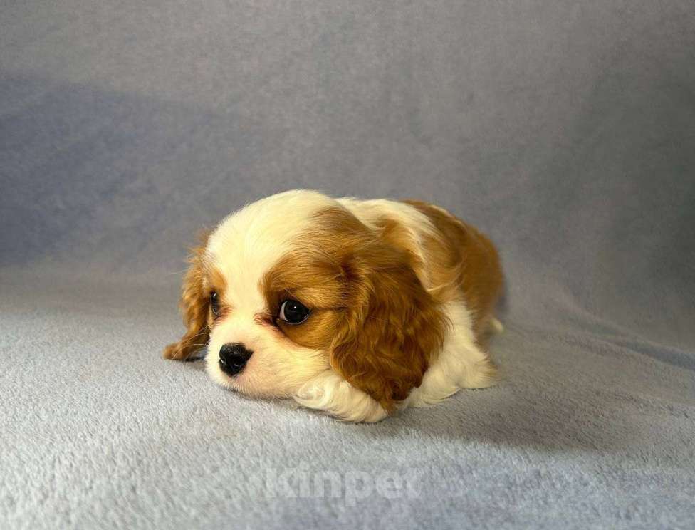 Собаки в других городах Московской области: Ищем хороших родителей. Мальчик, Бесплатно - фото 6