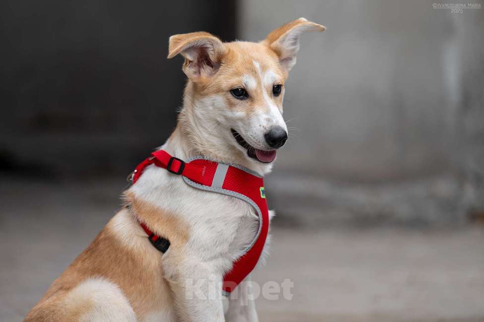 Собаки в Москве: Манго - вкусное имя для сладкого псыночки Мальчик, Бесплатно - фото 3