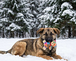Собаки в Москве: щенок Ариша в добрые руки Девочка, Бесплатно - фото 3