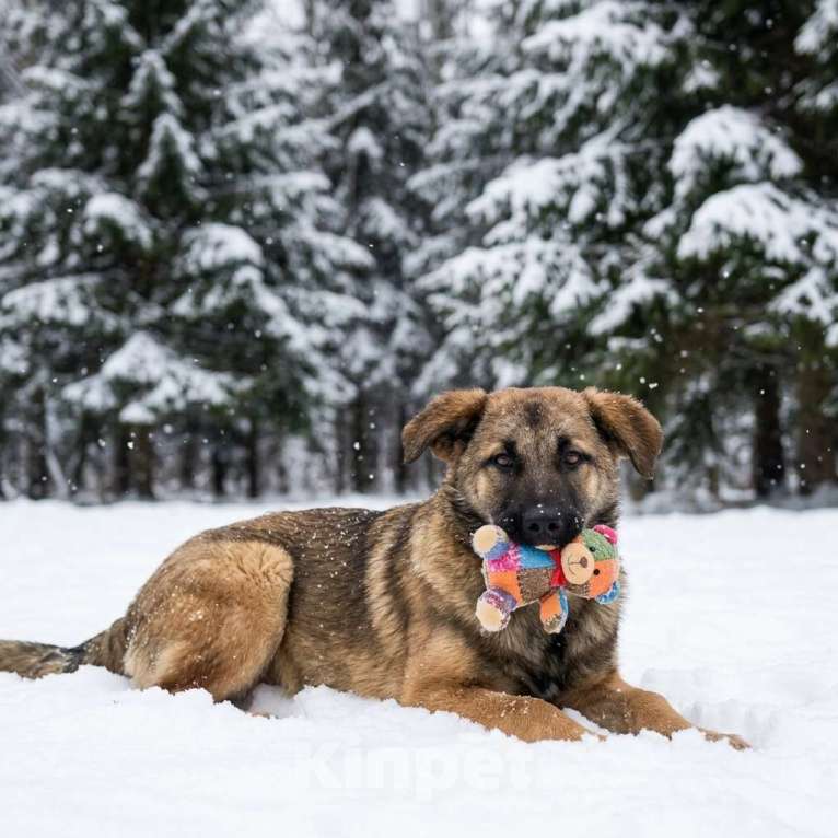 Собаки в Москве: щенок Ариша в добрые руки Девочка, Бесплатно - фото 3