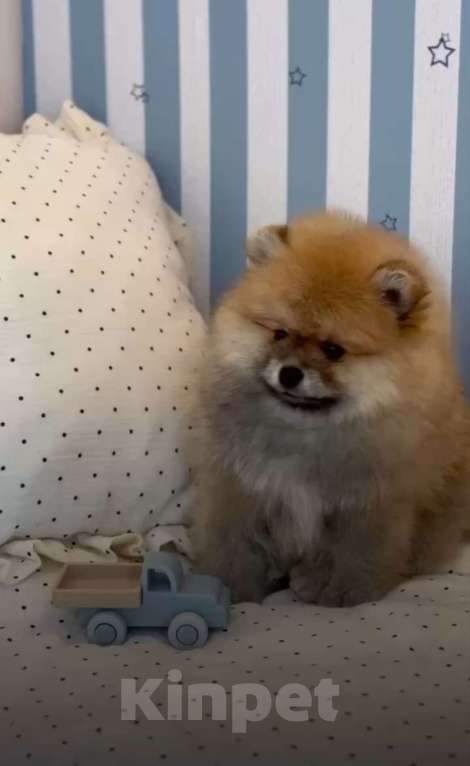 Собаки в Магнитогорске: Жан Ван Клив🤗 Мальчик, 30 000 руб. - фото 3