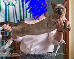 Кошки в Санкт-Петербурге: Бенгальская взрослая кошка Девочка, 3 900 руб. - фото 1