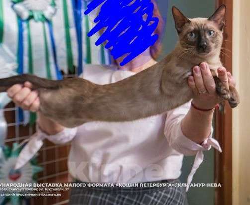 Кошки в Санкт-Петербурге: Бенгальская взрослая кошка Девочка, 3 900 руб. - фото 1
