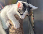 Кошки в Москве: Котенок Гаичка Девочка, Бесплатно - фото 7