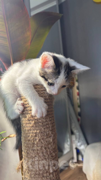 Кошки в Москве: Котенок Гаичка Девочка, Бесплатно - фото 7