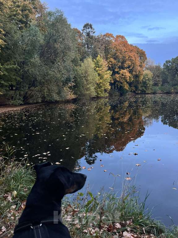 Собаки в Москве: Охотничий Ягдтрерьер в добрые руки (девочка 3 года) Девочка, Бесплатно - фото 4