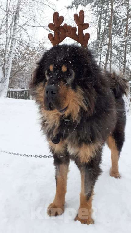 Собаки в Москве: Непал Мальчик, Бесплатно - фото 3