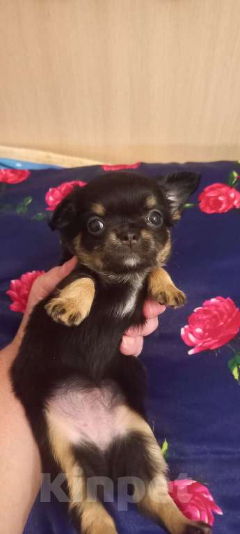 Собаки в Новосибирске: Яркие брюнеты чишки. Окрас черно подпалый.  Мальчик, Бесплатно - фото 7