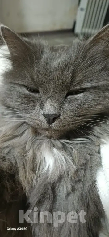 Кошки в Сочи: Кошка в добрые руки Девочка, Бесплатно - фото 3