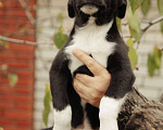 Собаки в Рыбном: Щенок в добрые руки Мальчик, Бесплатно - фото 2