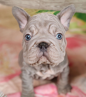 Шикарная лиловая  девочка