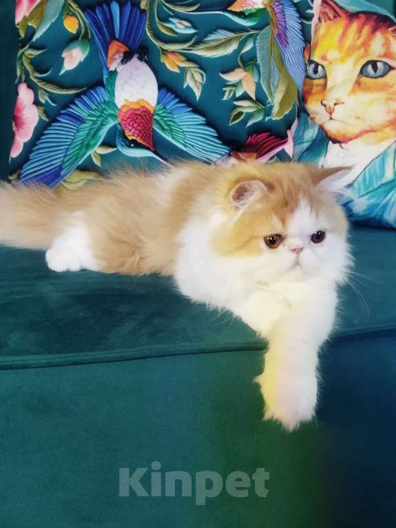 Кошки в Москве: Пушистое счастье Мальчик, 30 000 руб. - фото 6